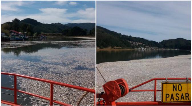Ribuan ton ikan sarden mati di perairan di Chile sehingga membahayakan kesehatan. (Sumber Pilar Briones de Garcia via Facebook)
