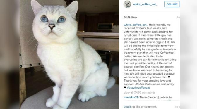 Pemiliknya mengumumkan bahwa Coffee positif mengidap kanker limfoma (Foto: Instagram white_coffee_cat).