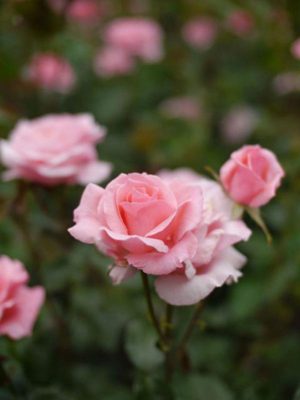 'Queen Elizabeth' Rose. (Via: housebeautiful.com)