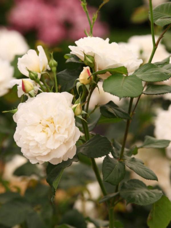 'William and Chaterine' Rose. (Via: housebeautiful.com)
