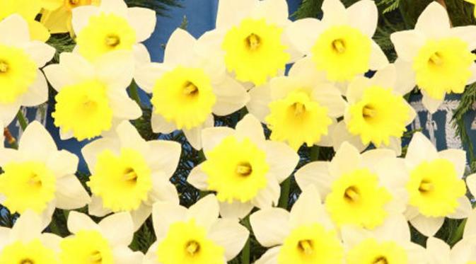 'Georgie Boy' Daffodil. (Via: housebeautiful.com)