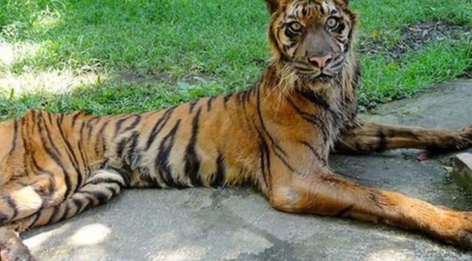 Semua paham, harimau atau macan adalah binatang carnivora yang hanya bisa makan daging. 