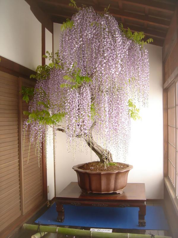Wisteria bonsai. (Via: boredpanda.com)