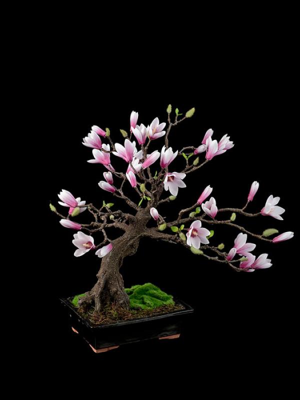 Magnolia bonsai. (Via: boredpanda.com)