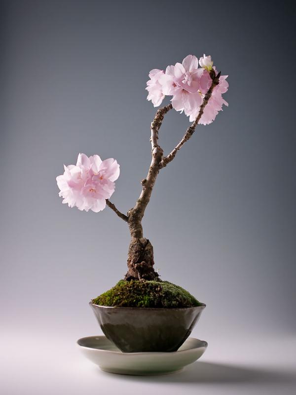 Sakura bonsai. (Via: boredpanda.com)
