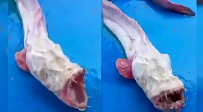 Ikan dengan gigi setajam silet dan tubuh pucat terjaring oleh nelayan di perairan Thailand. (dailymail)
