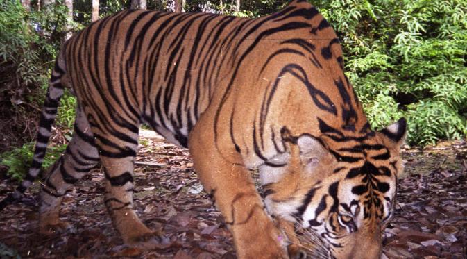 Harimau Sumatera Tertua Didunia, Djelita Disuntik Mati. (Foto: ompasscoffeeroasting.com)
