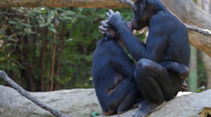 Bonobo. (Foto: gizzeta.it)