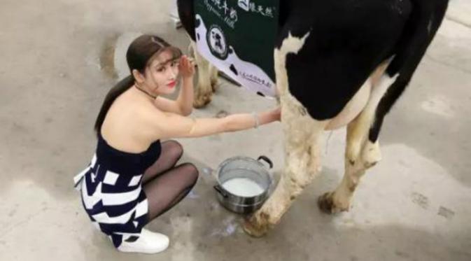 Wanita seksi pemandu pemerah susu sapi segar di China (Shanghaiist).