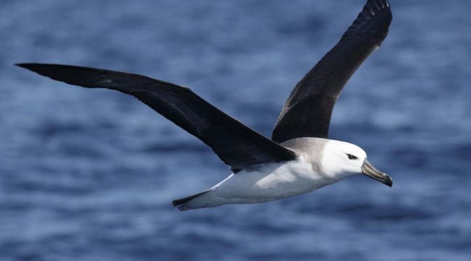 Burung Albatros | Via: istimewa