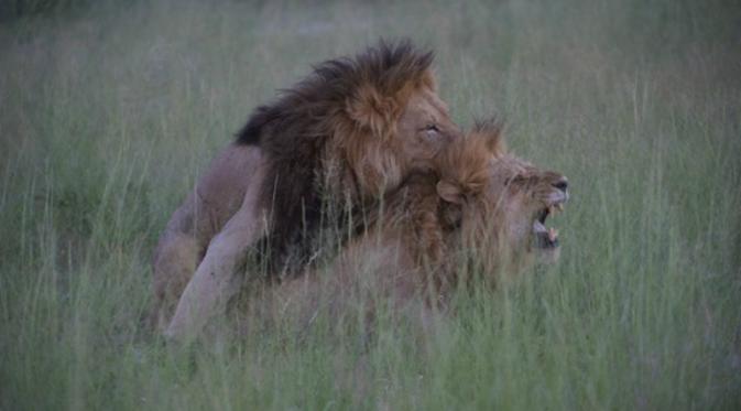 Foto singa di Botswana yang sempat mengegerkan netizen (Nicole Cambré).