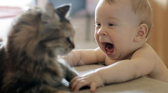 Inilah video yang memperlihatkan tingkah lucu kucing saat merawat para bayi. 