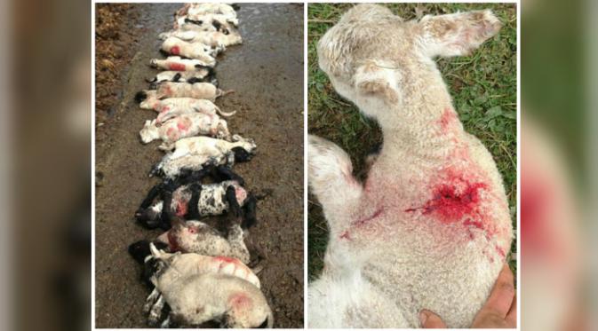 Domba yang mati (kiri) dan terluka (kanan) (Isobel Bowden/Facebook).