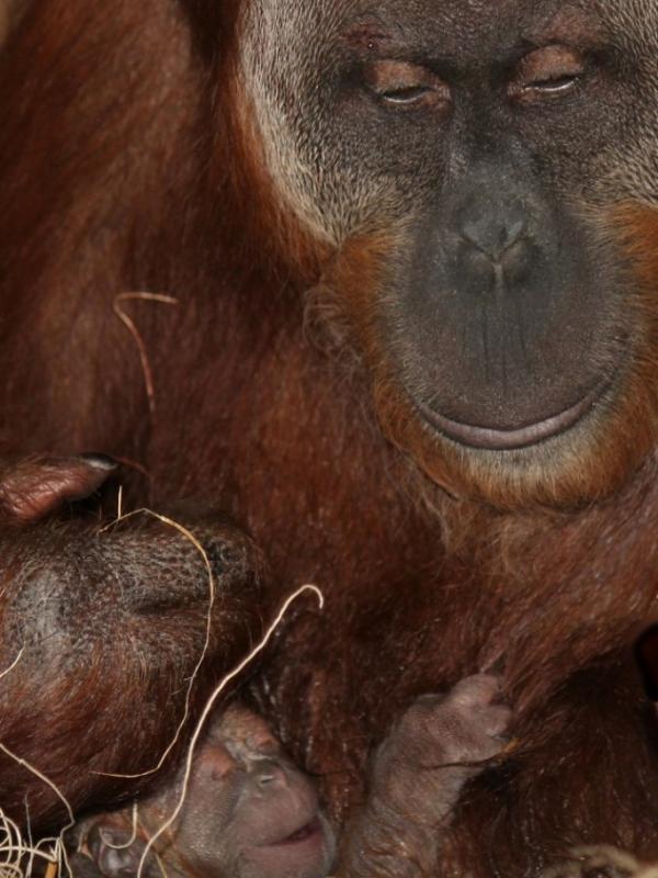 Bayi orangutan yang lahir di kebun binatang Indianapolis lahir dan tumbuh dalam keadaan sehat. | via: wishtv.com