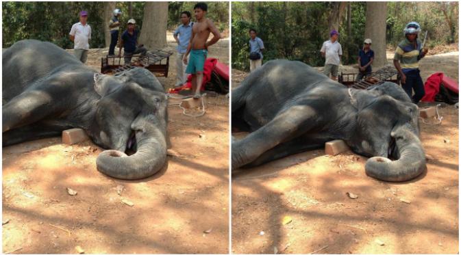 Seekor gajah wisata di kawasan wisata candi Angkor Wat di Kamboja mati terkena serangan jantung karena kelelahan. (Sumber Yem Senok via Facebook)