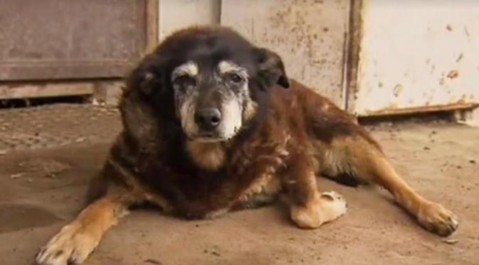 Anjing tertua di dunia bernama Maggie ini mati di usia 30 tahun.