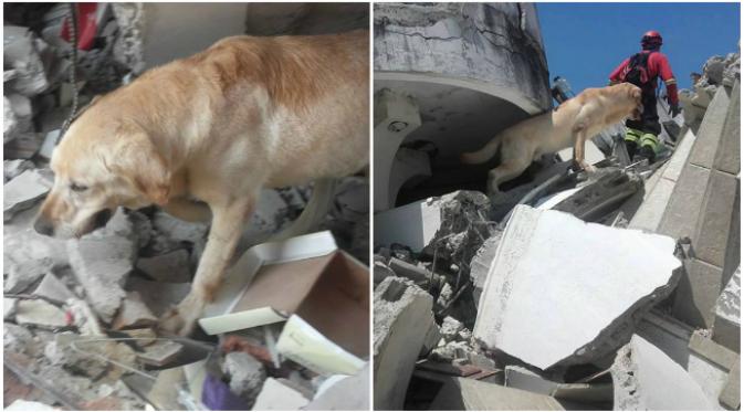 Anjing jenis Labrador bernama Dayko kemudian mati dalam melaksanakan tugasnya. (Sumber Cuerpo De Bomberos Ibarra Ibarra via Facebook)