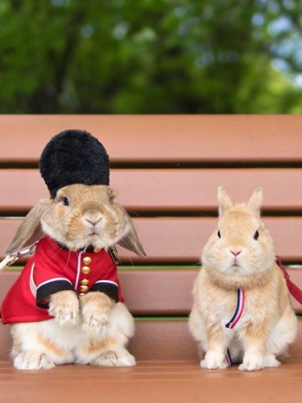 PuiPui, kelinci paling stylish di dunia. Foto: Boredpanda.com