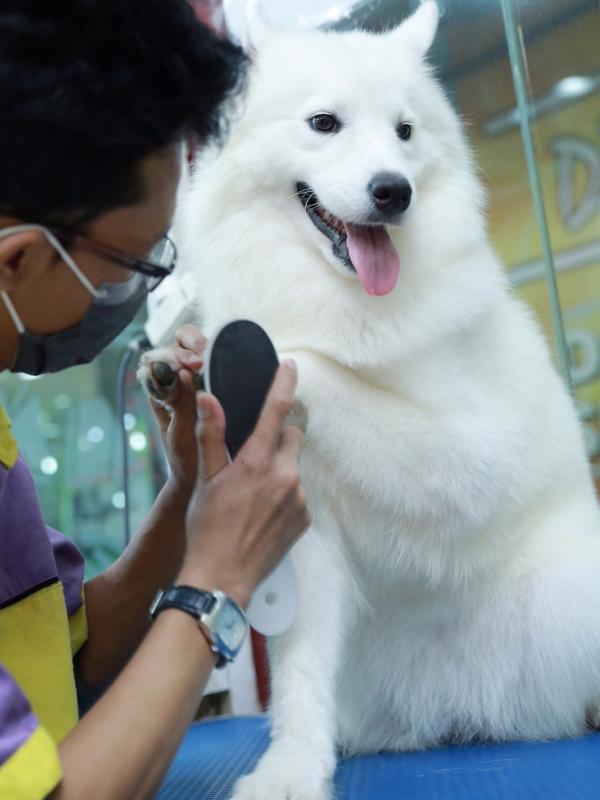 Ramuan Ajaib Atasi Penyakit Kulit Pada Anjing dan Kucing. (Foto: Galih W. Satria/Bintang.com)