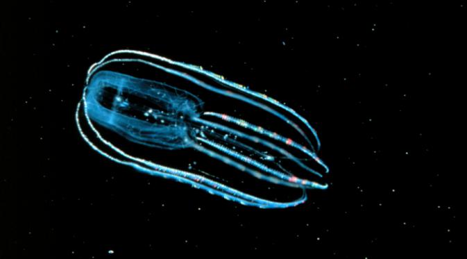 Ubur-ubur jenis Lobate ctenophores yang dapat mengalami proses bioluminesensi (reed.edu)