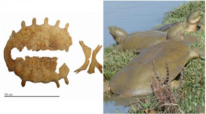 Temuan angkang dan sisa-sisa kerangka kura-kura cangkang lunak Eufrat (Rafetus euphraticus) di makam purba. Spesies itu masih ada hingga sekarang (gambar kanan), walaupun terancam punah. (Sumber R. Berthon dan S. Turga)