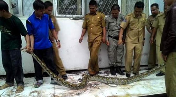 Kedua ular piton itu akan dilepas liar di kawasan konservasi Danau Dendam Tak Sudah (DDTS).