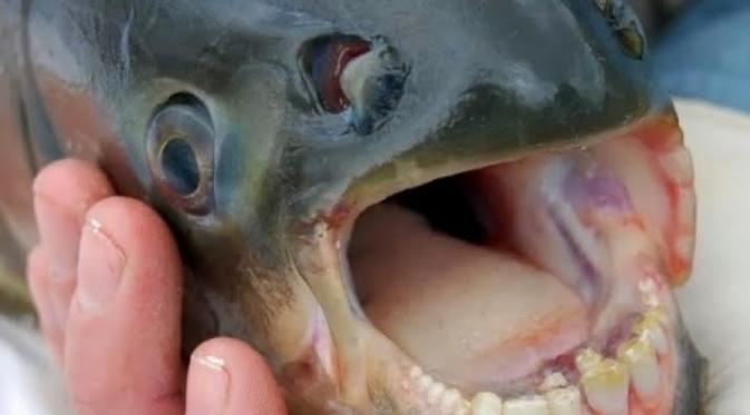 Bergigi layaknya manusia, ikan ini punya kebiasaan menggigit buah zakar pria, ouch!