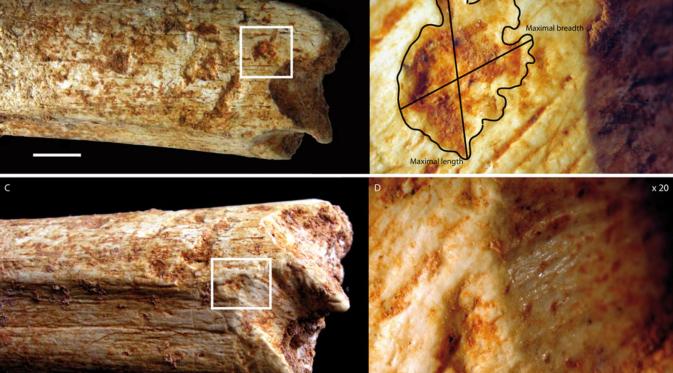 Jejak retakan dan bekas gigitan menguak seekor karnivora mengunyah tulang paha nenek moyang manusia (BBC/Credit: C. Daujeard)