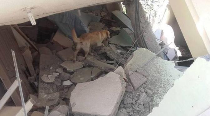 Dayko, Anjing Penyelamat 7 Korban Gempa di Ekuador Telah Tiada. (Foto: Huffingtonpost)