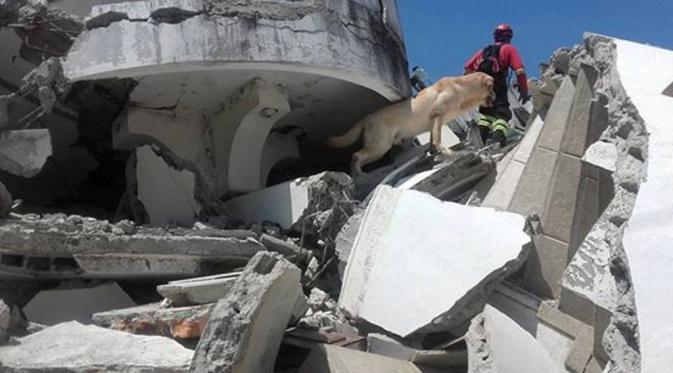 Dayko, Anjing Penyelamat 7 Korban Gempa di Ekuador Telah Tiada. (Foto: Huffingtonpost)