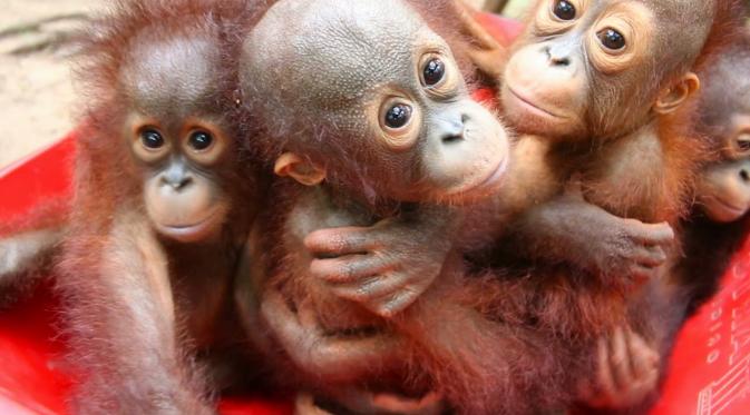 Tak Hanya Manusia, Orangutan Juga Sekolah Lho! (Foto: i.ytimg.com)