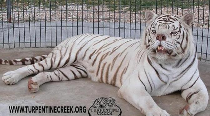 Kawin Silang, Bikin Harimau Putih Ini Buruk Rupa. (Foto: Turpentine Creek wildlife Refuge)