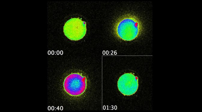 Ternyata, sel telur manusia mengeluarkan kilatan cahaya ketika bertemu dengan sel sperma.(Sumber Northwestern University)