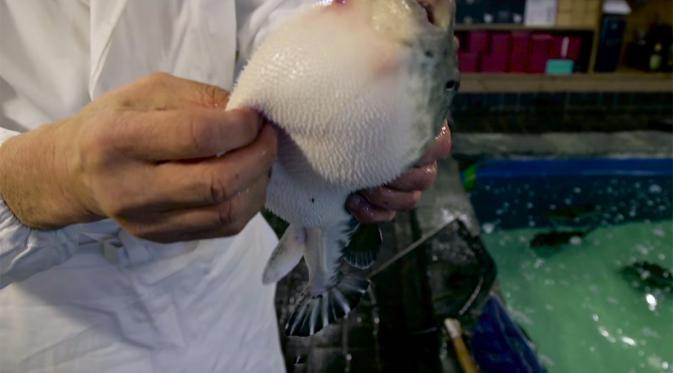 Selain dinobatkan sebagai salah satu jenis ikan paling beracun di dunia.