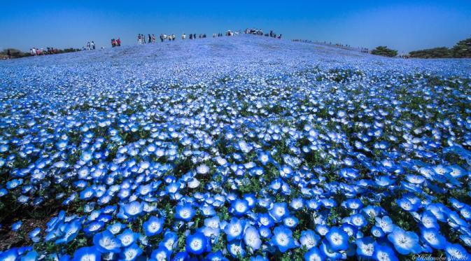 Baby blue eyes di Hitachi Seaside Park, Jepang. (Hidenobu Suzuki/Bored Panda)