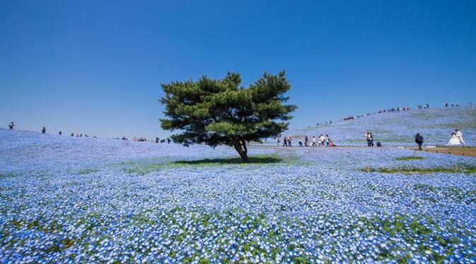 Baby blue eyes di Hitachi Seaside Park, Jepang. (Hidenobu Suzuki/Bored Panda)