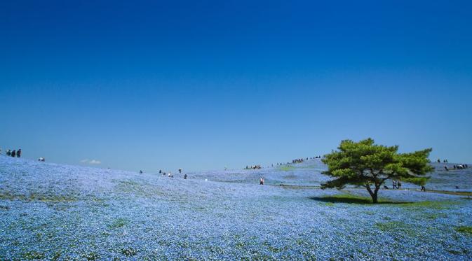 Baby blue eyes di Hitachi Seaside Park, Jepang. (Hidenobu Suzuki/Bored Panda)