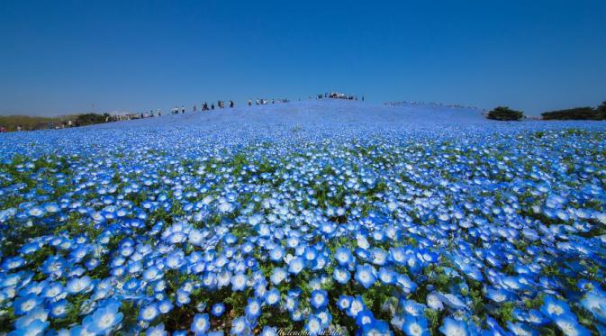 Baby blue eyes di Hitachi Seaside Park, Jepang. (Hidenobu Suzuki/Bored Panda)