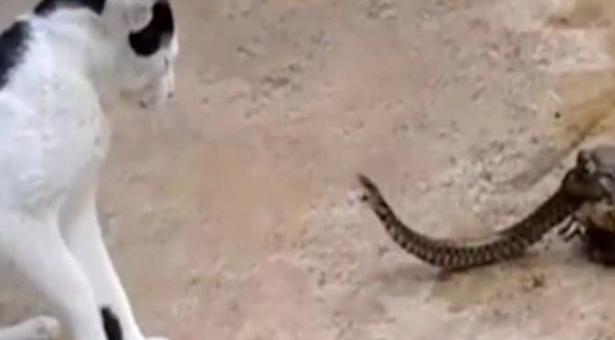 Kucing sedang mengamati ular di depannya (Dailymail.com)