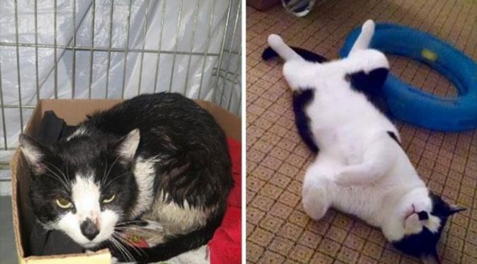 10 Potret Kucing Malang yang Berubah Jadi Menggemaskan. (Foto: Brightsideme.com)