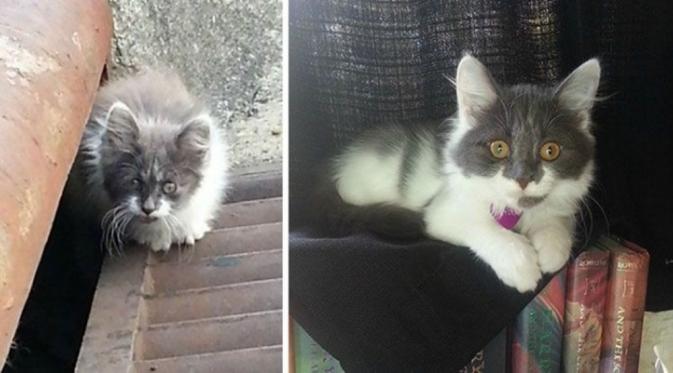 10 Potret Kucing Malang yang Berubah Jadi Menggemaskan. (Foto: Brightsideme.com)
