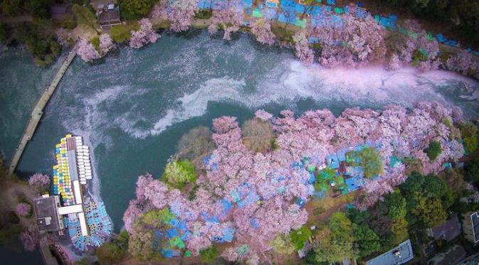 Sekarang Anda dapat menyaksikan keindahan sungai yang dipenuhi oleh guguran bunga sakura di musim semi Jepang, lihat di sini.
