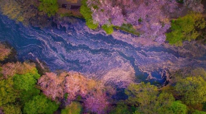 Inokashira Koen, Jepang. (Danilo Dungo)