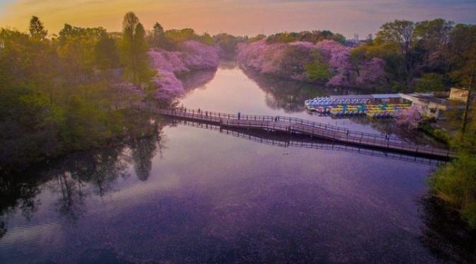 Inokashira Koen, Jepang. (Danilo Dungo)