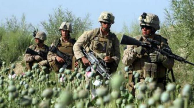 Opium murah menjadi masalah sangat besar di Afghanistan. Pohon opium tumbuh subur di alam pegunungan negeri itu. (Sumber The Tribune Pakistan)