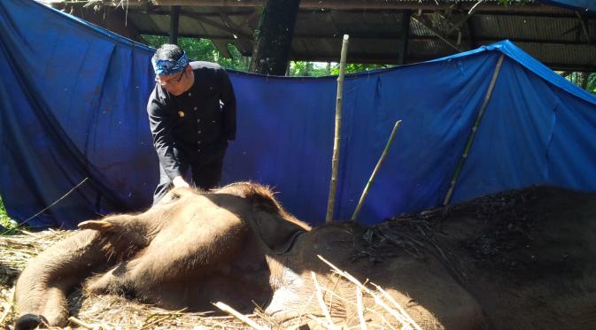 Wali Kota Bandung Ridwan Kamil mengusap gajah Sumatera bernama Yani di kebun binatang Bandung. (Liputan6.com/Aditya Prakasa)