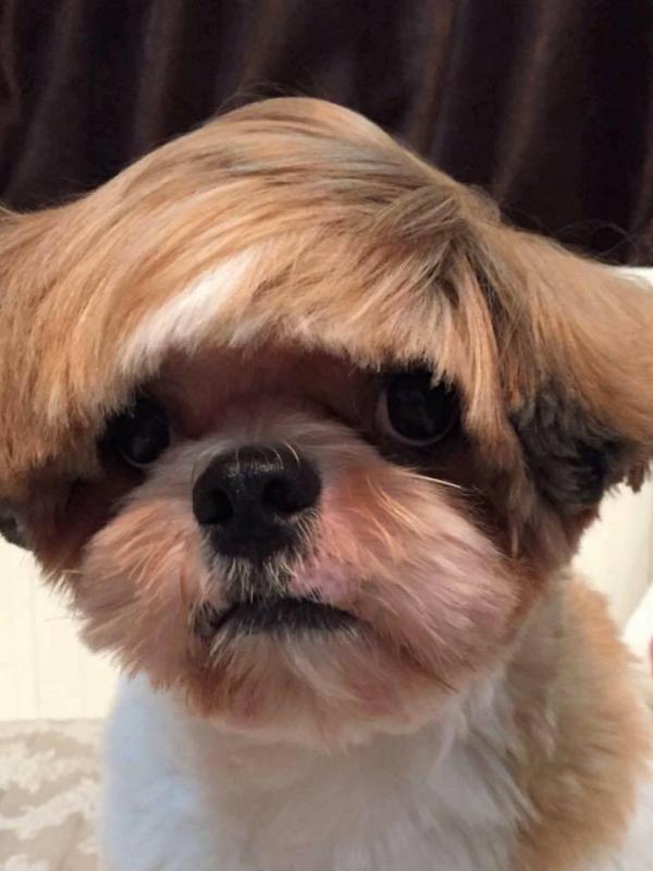 Gaya Rambut Anjing, Mana yang Kamu Banget? (Foto: Istimewa)