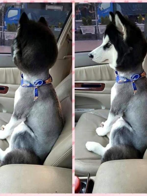 Gaya Rambut Anjing, Mana yang Kamu Banget? (Foto: Istimewa)