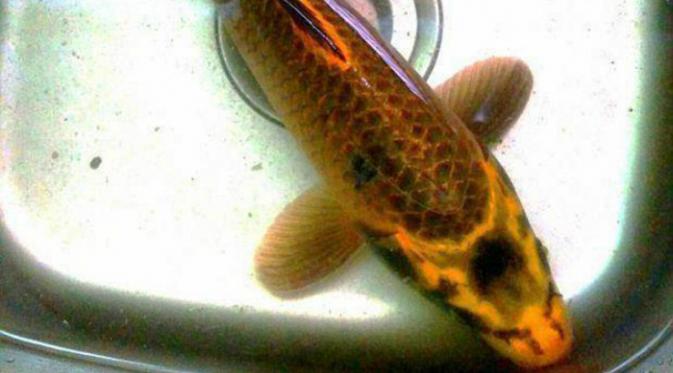 Ikan asal Wugang, China, tersebut sempat menghebohkan warga dan netizen (CEN)