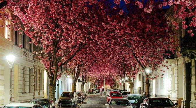 Terowongan Pohon Cherry Blossom di Jerman (flavorverse)
